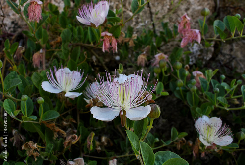 Caper flowers