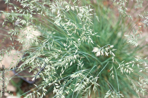 Decorative Ovine fescue selective focus