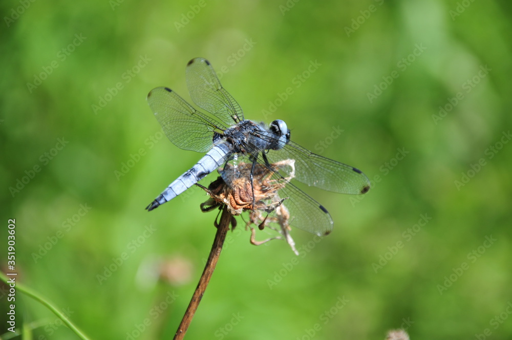 close up detail of dragonfly. dragonfly image is wild with green and bokeh background. close up detail of dragonfly. dragonfly image is wild with green and bokeh background.