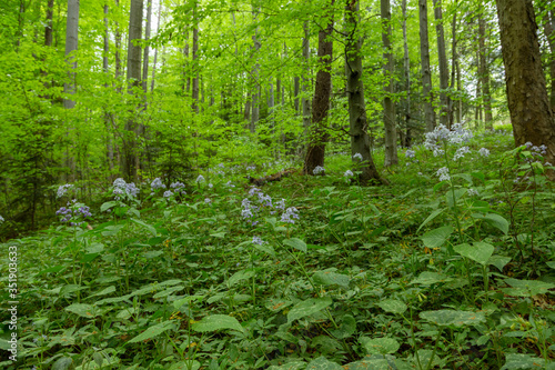Lunaria rediviva, known as perennial honesty, is a hairy-stemmed perennial herb found throughout Europe. Unique forest beech ecosystem with flowering plants Lunaria rediviva.