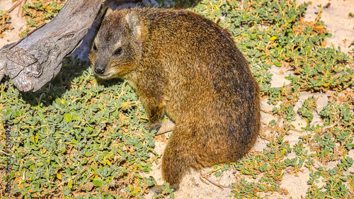 Cape of Good Hope, South Africa