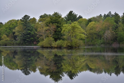 reflection of trees in water