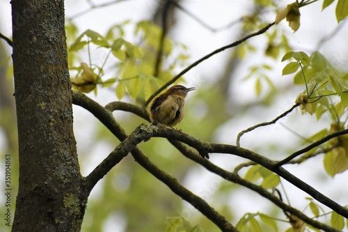 bird on a branch