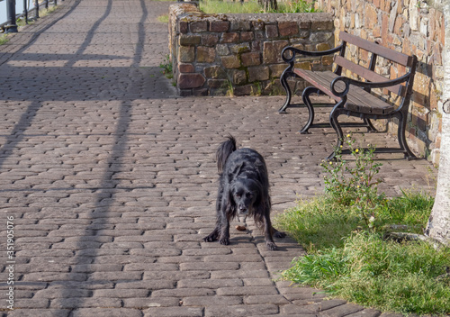 Black pet dog pooping, performing ablutions, in public space. Facing camera. photo