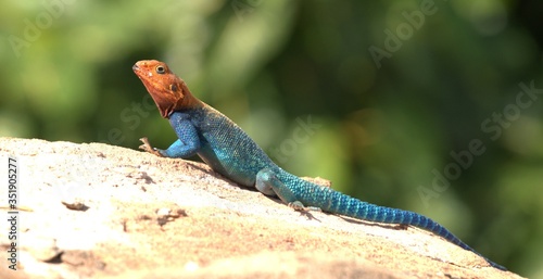 Tableau sur toile close up of a colorful agama lizard
