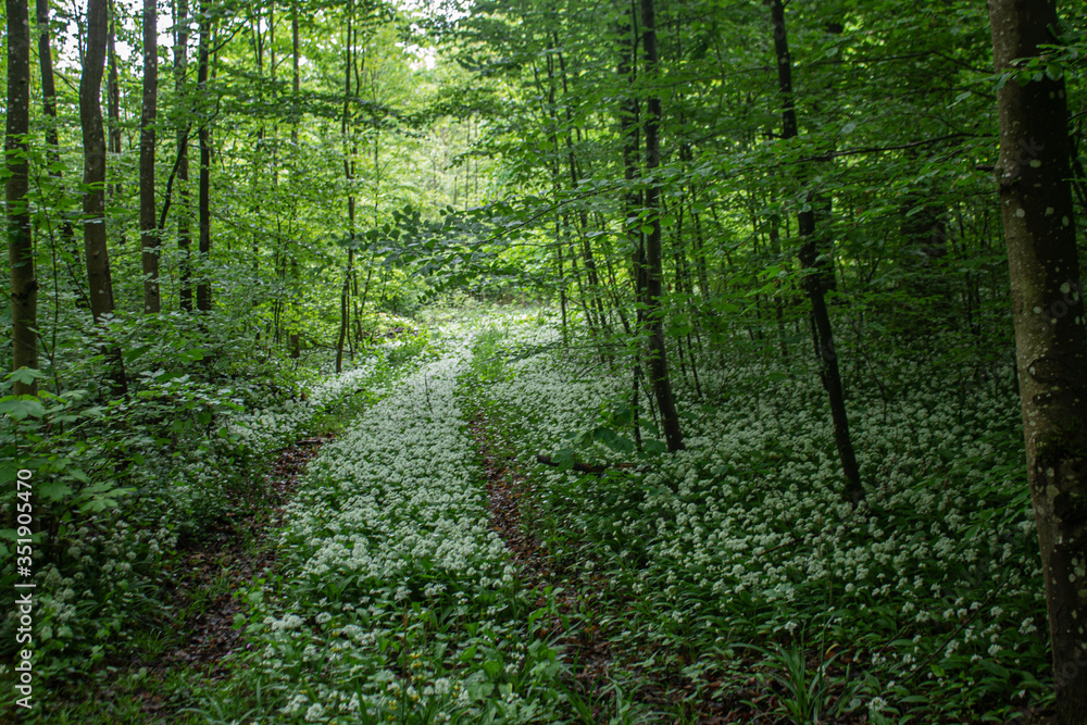 footpath in the forest