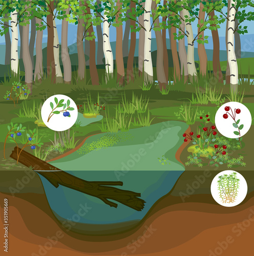 Swamp biotope with pond, blueberry, cranberry  and sphagnum moss