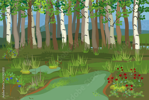 Swamp biotope with pond, birch and cranberry