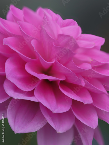 Dahlia flower © guy