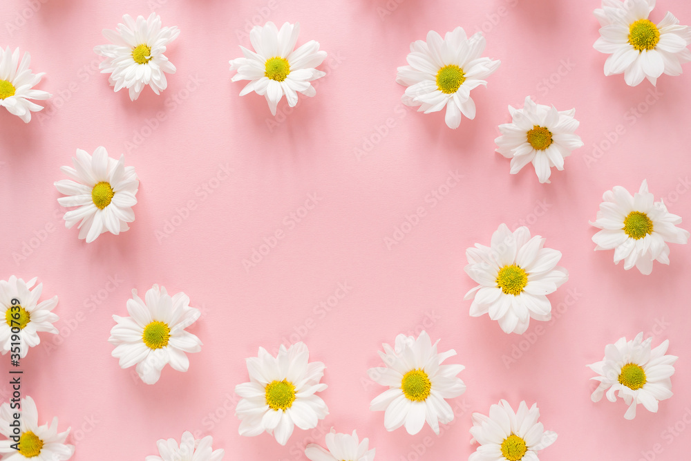 Round frame made of white daisy flowers buds on pink background. Flat lay, top view. Spring blog concept