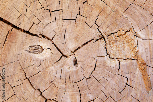 dry and dead tree stump with crack or rupture and broken texture or brown decay timber or log with hole by deforestation or drought for wood table or wooden wall arid background