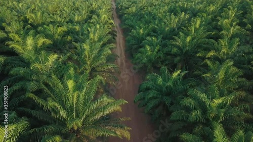 Aerial View Of Palm Oil Trees On Large Industrial Plantation In Indonesia 4K