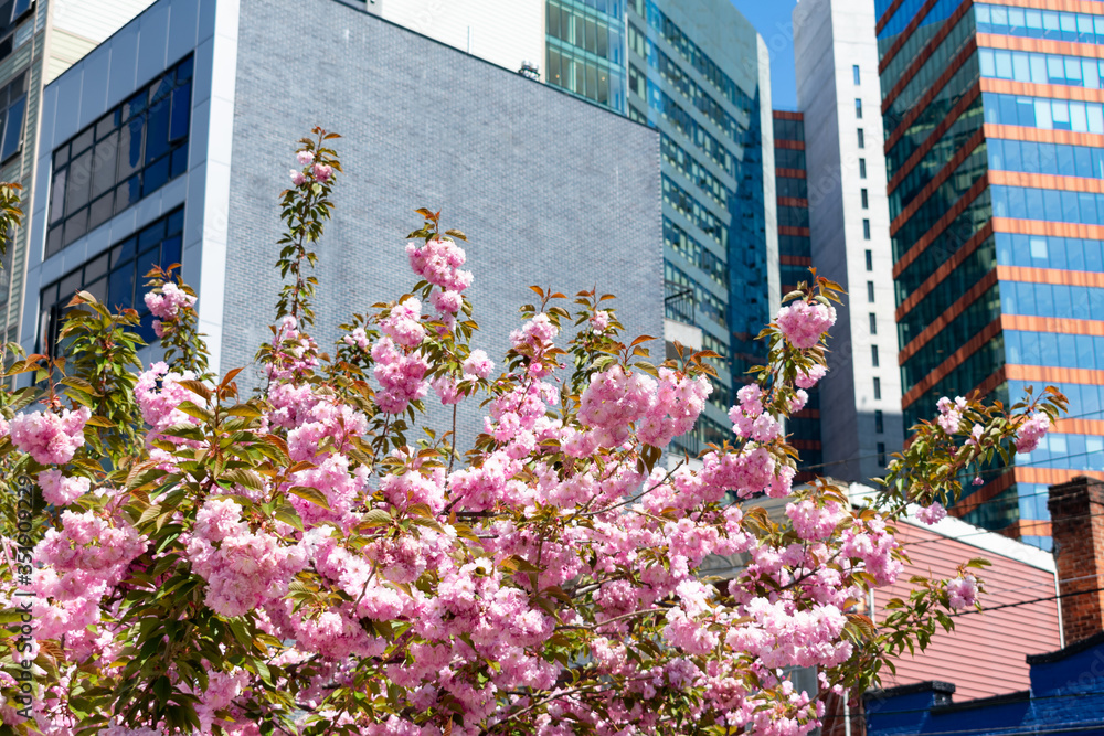 Pink Flowering Tree during Spring with Modern Skyscrapers in the Background in Long Island City Queens New York