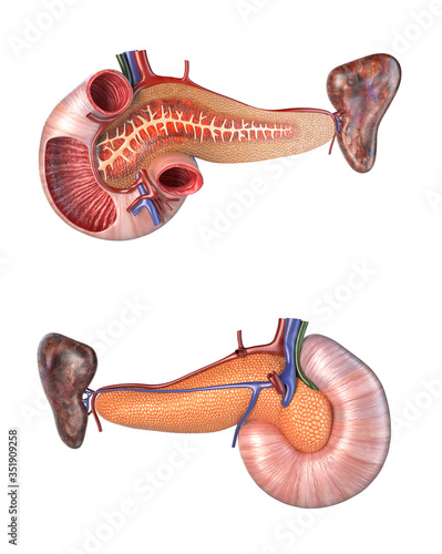 Anatomy human pancreas and duodenum cross section. photo