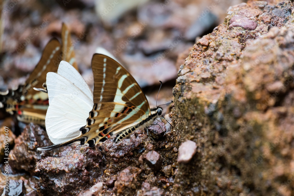 Butterfly spread their wing, eat mineral on rock, and water resource in the wild. Butterfly spread their wing, eat mineral on rock, and water resource in the wild.
