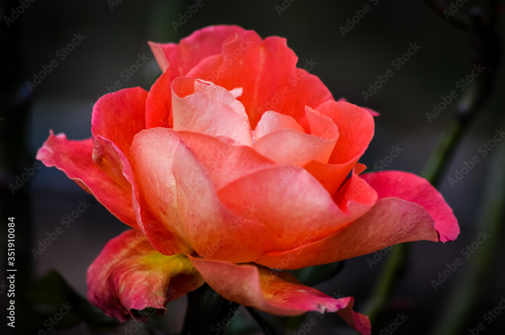 Silky light red rose flowerhead on a dark background Silky light red rose flowerhead on a dark background