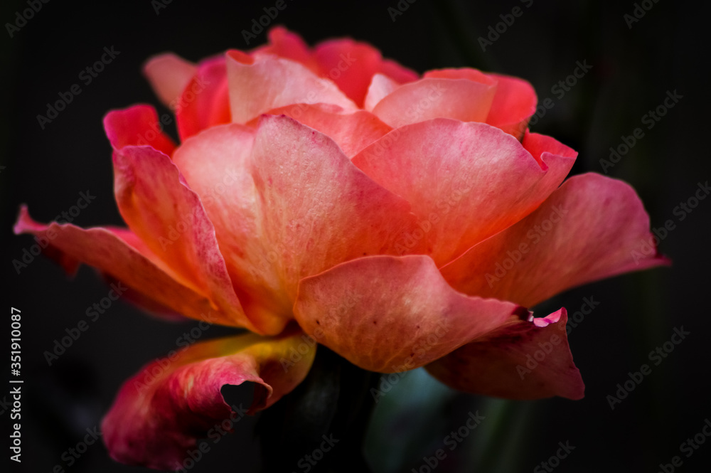 Silky light red rose flowerhead on a dark background