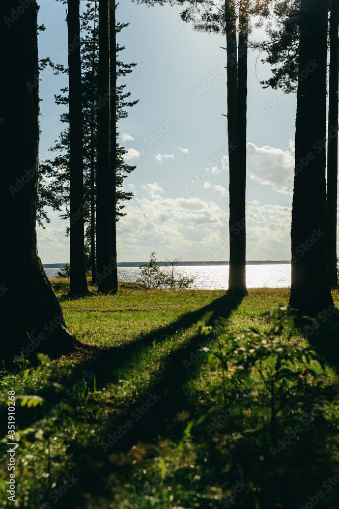Obraz premium Summer landscape. Sparkling river in the sun among a pine forest.