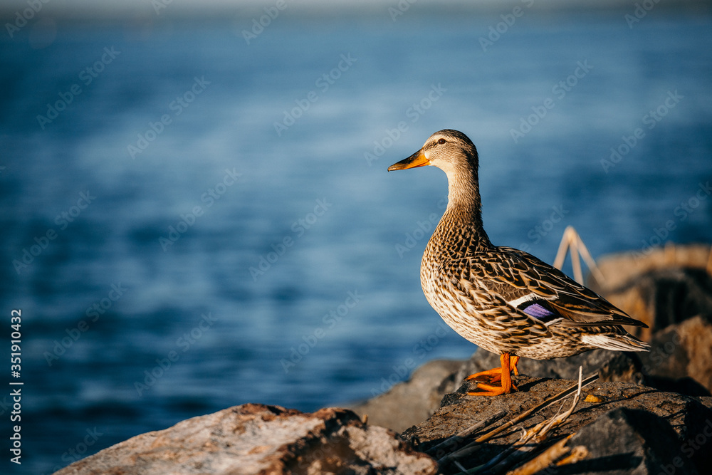 Duck Duck
