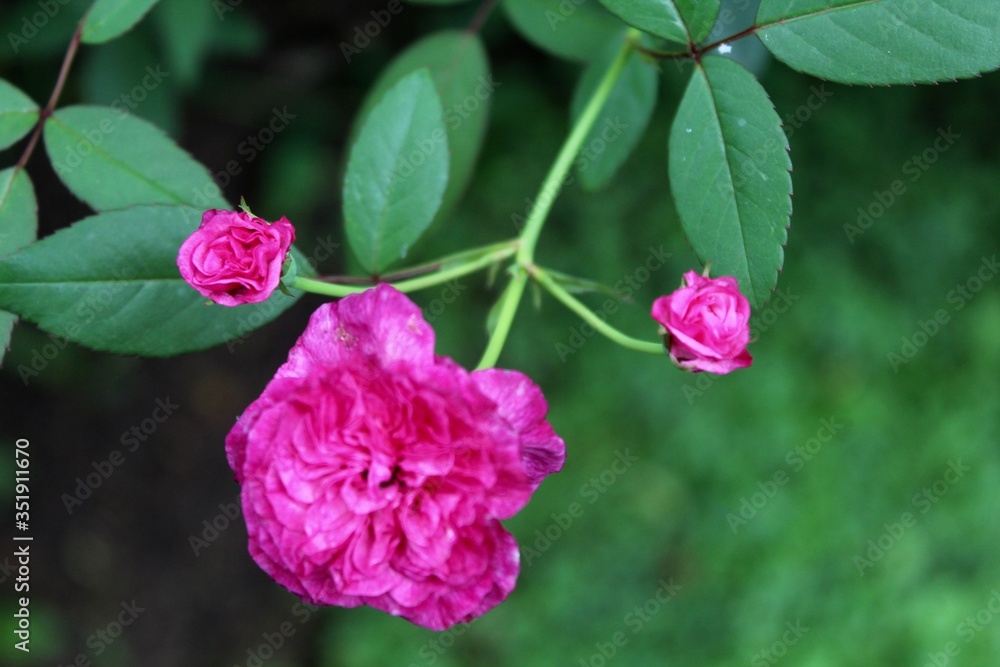 pink rose in the garden pink rose in the garden