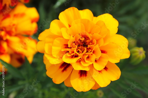 Yellow Velvet flower