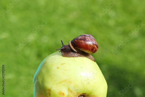 A snail crawls over an Apple