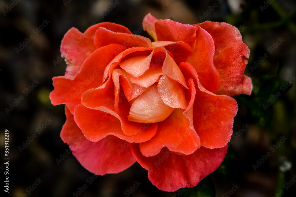 Amazing red rose in winter covered by humidity little drops on a dark background close up
