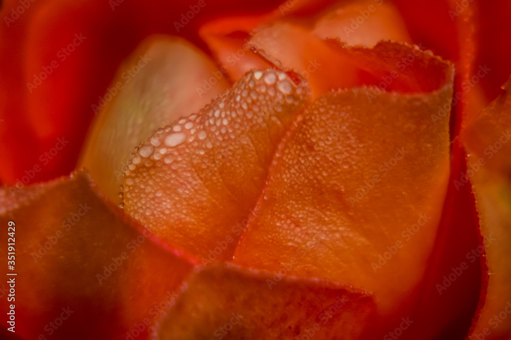 Amazing red rose in winter covered by humidity little drops on a dark background close up
Amazing red rose in winter covered by humidity little drops on a dark background close up