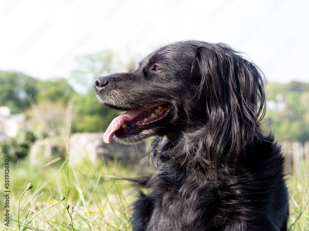 Black dog, part setter, side view in nature. Cute rescue pet profile.