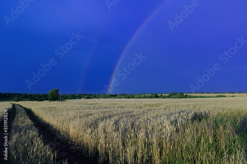 Landscape: a wheat field after rain and a dark blue sky with a rainbow