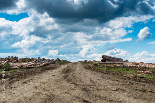 Wallpaper Mural Illegal cutted pine logs near a forest road with dramatic sky in Romania. Torontodigital.ca