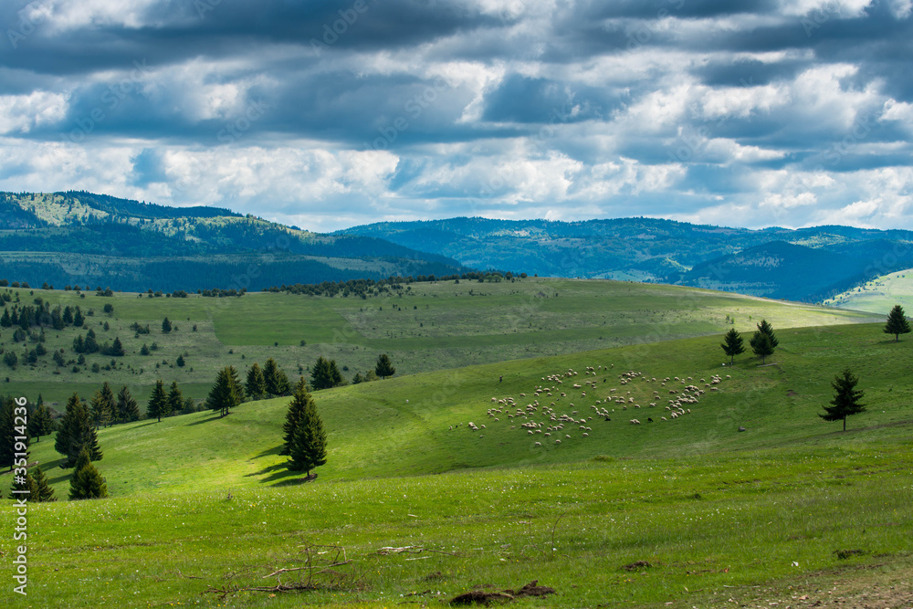 Scenic view of Carpathian mountains in Transylvania, Romania, flock of feeding sheeps with sheep herder.