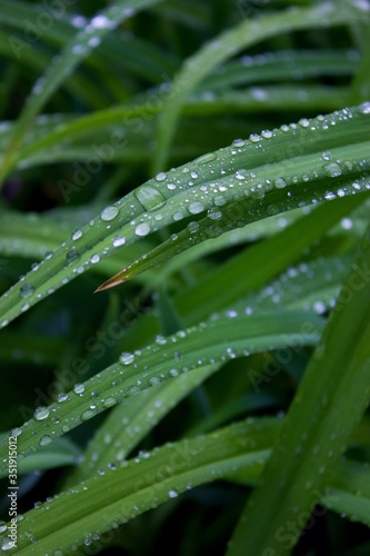 Raindrops on green grass