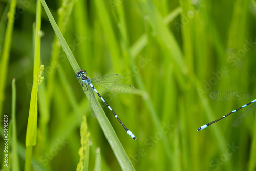 a close-up of a spear azure maiden sitting in the green reed photo