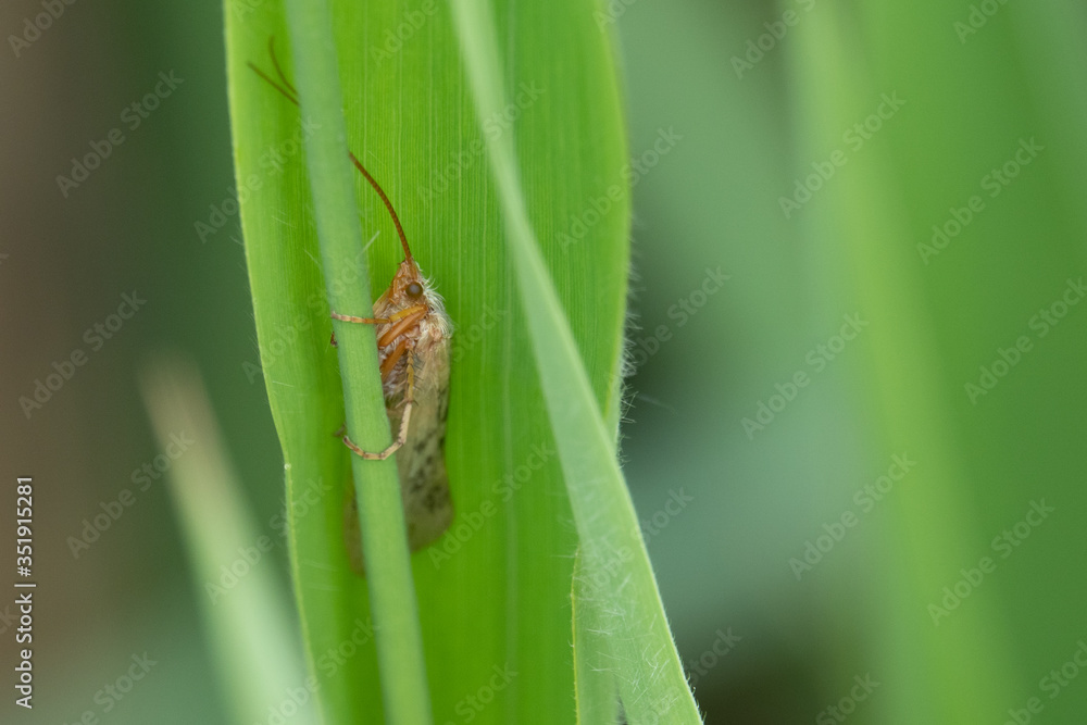 small moth crouches in a green curled reed small moth crouches in a green curled reed