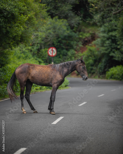 horse standing on middle road in front of no over taking sign