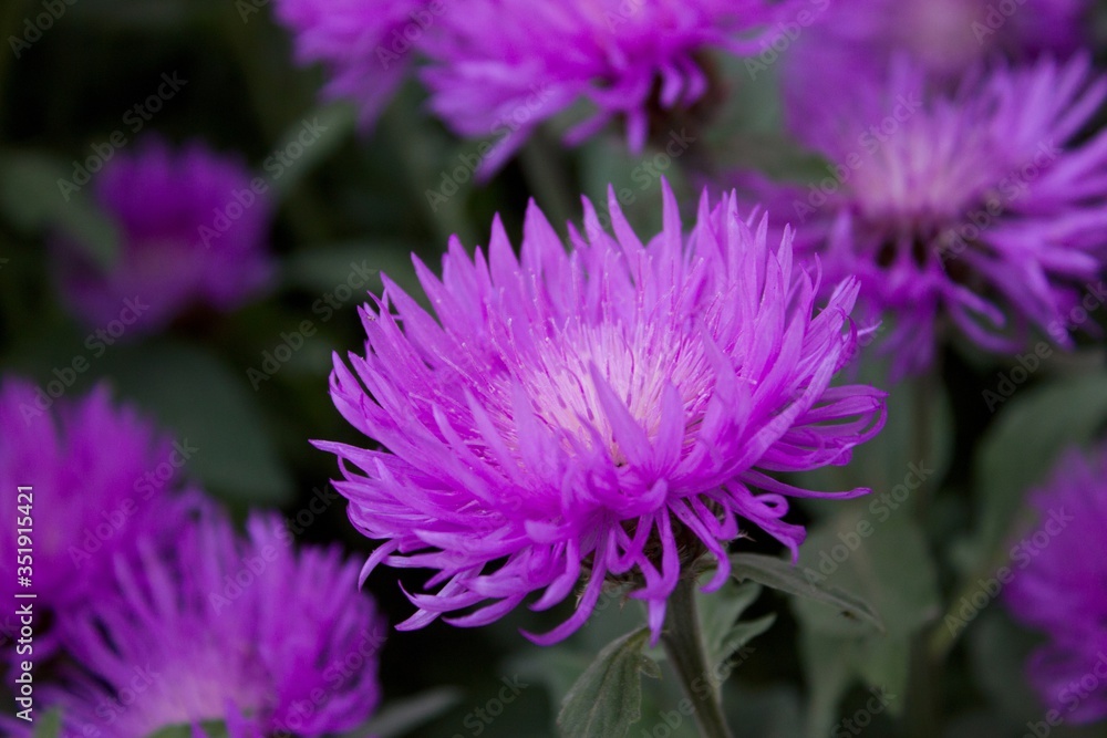 Purple cornflowers in evening garden Purple cornflowers in evening garden