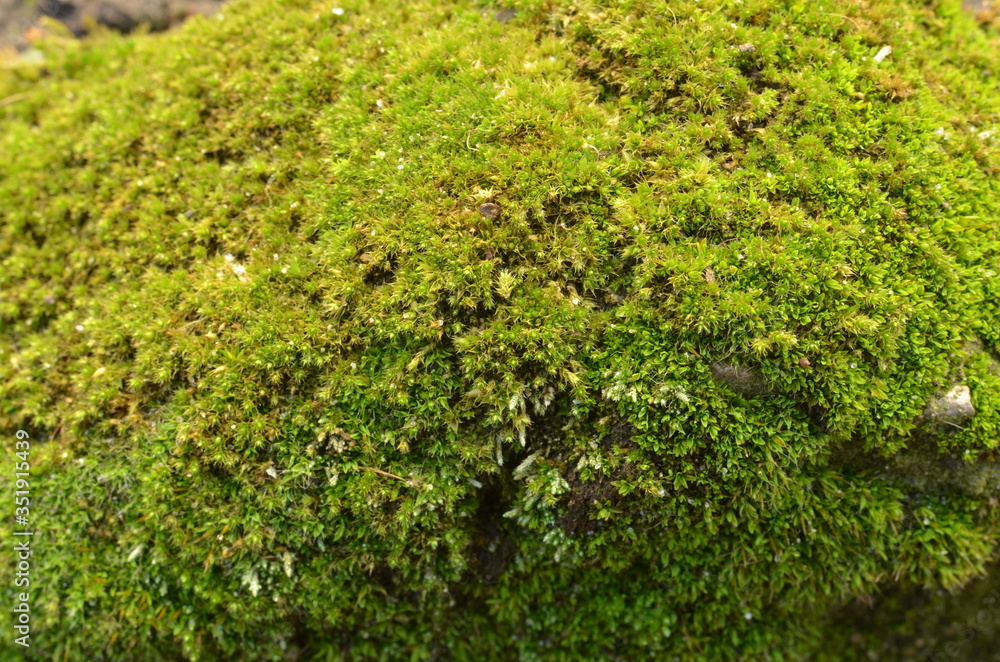 moss on the stone