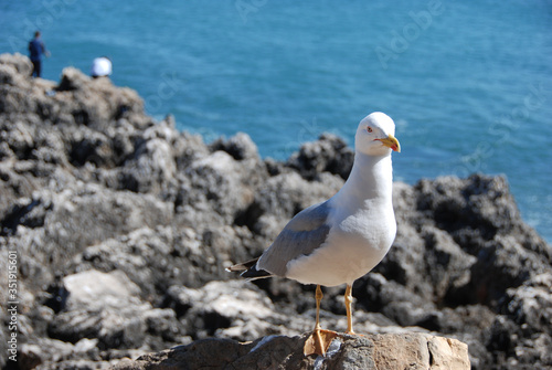 seagull on the rocks