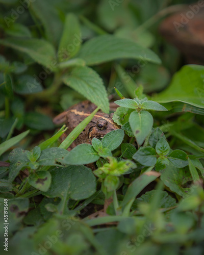 frog hiding between green leaves and grass