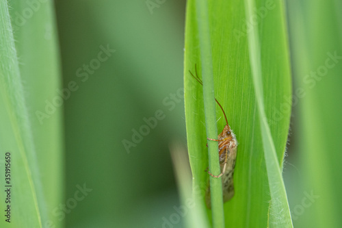 small moth crouches in a green curled reed