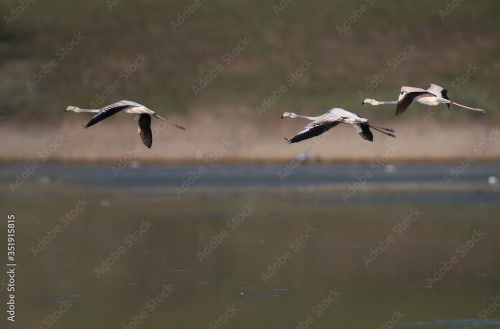 Unique shots of pink flamingos accidentally flying on the Tiligulsky estuary in Ukraine. Birds shot in flight and standing in the water.