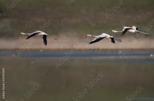 Unique shots of pink flamingos accidentally flying on the Tiligulsky estuary in Ukraine. Birds shot in flight and standing in the water. © VOLODYMYR KUCHERENKO