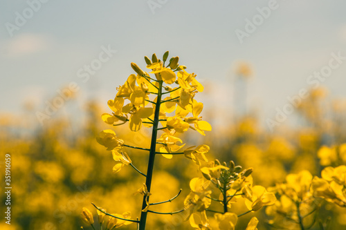 yellow rape field