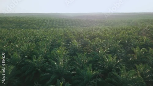 Aerial View Of Palm Oil Trees Sunset Time, Sun Flare. On Large Industrial Plantation In Palembang, Indonesia