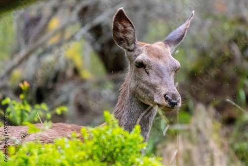 Fototapeta Naklejka Na Ścianę i Meble -  Łania w lesie