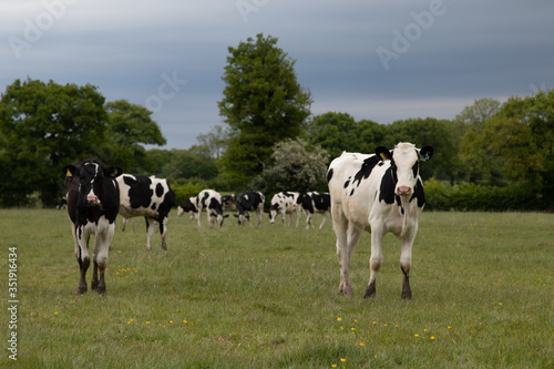 cows in a field © Tim