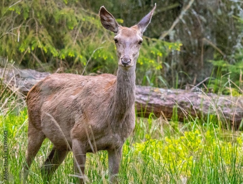 Fototapeta Naklejka Na Ścianę i Meble -  Łania w lesie