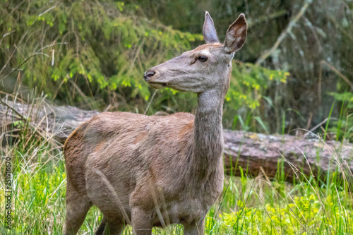 Fototapeta Naklejka Na Ścianę i Meble -  Łania w lesie