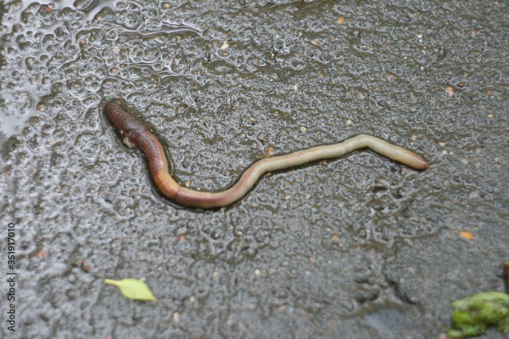 worm on a tree